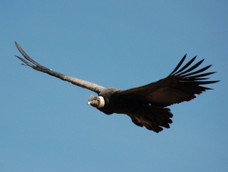 condor