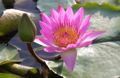 beautiful lotus