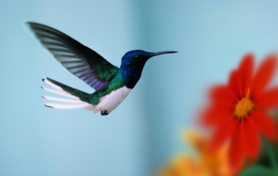 Videos-Dying Consciously