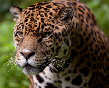 jaguar